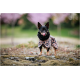 Ein kleiner Hund, der einen stilvollen Leopardenmuster-Mantel und ein schwarzes Halsband trägt, steht auf moosigem Boden, leckt sich die Lippen, mit rosa Blumen im Hintergrund.