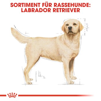 Labrador Retriever Adult 2x12 kg