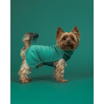 Ein kleiner Hund, der eine türkisfarbene Fleecejacke trägt, steht vor einem einfarbigen grünen Hintergrund und zeigt sein flauschiges Fell und seine verspielte Haltung.