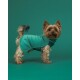 Ein kleiner Hund, der eine türkisfarbene Fleecejacke trägt, steht vor einem einfarbigen grünen Hintergrund und zeigt sein flauschiges Fell und seine verspielte Haltung.