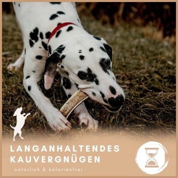 Dalmatiner-Hund kaut im Freien an einem Knochen mit deutschem Text über langanhaltenden Kaugenuss.