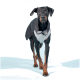 Ein Dobermann, der ein stilvolles graues und schwarzes Outfit trägt, geht auf die Kamera zu, vor einem hellblauen Hintergrund.