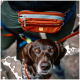 Eine Nahaufnahme eines braunen Hundes mit leuchtend orangefarbenen Augen, der ein gemustertes Geschirr trägt, neben einer Person mit einer braunen Bauchtasche und bunten Leinen.