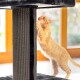 Eine verspielte orangefarbene getigerte Katze, die einen hohen, strukturierten Katzenbaum mit schwarzem Sockel kratzt, vor einem hellen Fensterhintergrund.