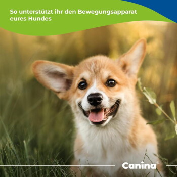 Glücklicher Corgi-Welpe im Gras, Zunge herausgestreckt; deutscher Text 'So unterstützt ihr den Bewegungsapparat eures Hundes' und Canina®-Logo.
