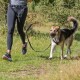 Eine Frau in Sportkleidung joggt auf Gras mit einem glücklichen Hund an der Leine, beide genießen einen sonnigen Tag im Freien.