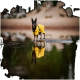 Ein kleiner schwarzer Hund, der einen leuchtend gelben Regenmantel trägt, steht auf einem Stein im flachen Wasser, mit seinem Spiegelbild auf der ruhigen Oberfläche.