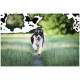 Schwarz-weißer Border Collie rennt auf einem schmalen Grasweg zur Kamera, Zunge herausgestreckt, unscharfer grüner Hintergrund.