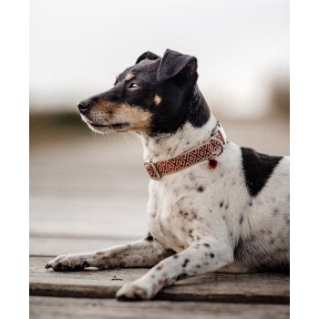 Ein schwarz-weißer Hund mit einem gemusterten Halsband liegt auf Holzdielen und schaut in einer ruhigen Umgebung zur Seite.
