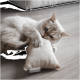 Eine verspielte hellfarbige Katze mit grauen Markierungen beißt und krallt an einem kleinen beigen Kissen auf einem Holzboden.