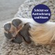 Nahaufnahme einer Hundepfote auf einer strukturierten Oberfläche mit einem kreisförmigen Overlay: "Schützt vor Trockenheit und Rissen."