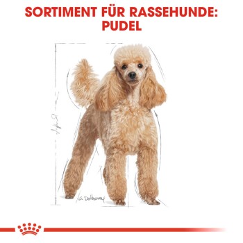 Poodle Adult 7,5 kg