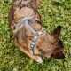 Ein brauner und schwarzer Hund, der ein hellblaues Geschirr trägt, von oben gesehen, stehend auf grünem Gras.