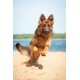 Ein verspielter Deutscher Schäferhund läuft an einem sandigen Strand mit einem blauen See im Hintergrund und zeigt seinen energetischen Geist.