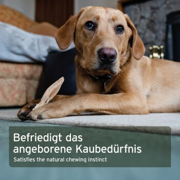 Beiger Hund hält einen Kausnack auf dem Teppich; Überlagerter Text: „Befriedigt das angeborene Kaubedürfnis / Satisfies the natural chewing instinct“