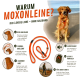 Olivgrüne geflochtene Hundeleine mit gelben Akzenten und Naturholz-Knebel von einem Online-Tiergeschäft.