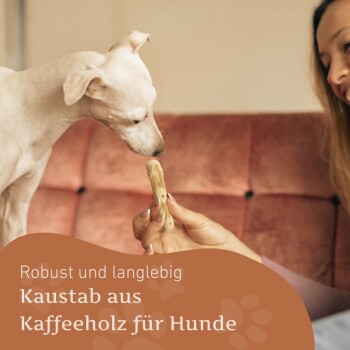 Ein hellfarbener Hund schnüffelt neugierig an einem Kauknochen, den eine Frau hält, mit Textüberlagerung "Robust und langlebig, Kaustab aus Kaffeeholz für Hunde."