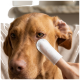 Nahaufnahme eines braunen Hundes, dessen Ohr sanft mit einer mit Mull umwickelten Fingerspitze gereinigt wird