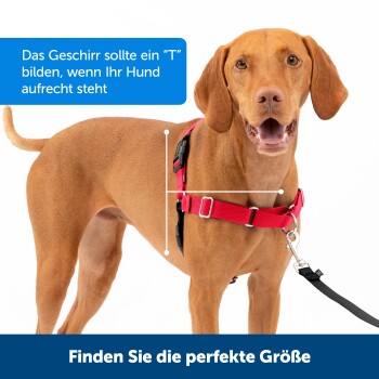Ein brauner Hund in einem roten Geschirr zeigt die richtige Passform. Text oben: "Das Geschirr sollte ein 'T' bilden," unten: "Finden Sie die perfekte Größe."