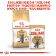 Royal Canin British Shorthair Katzenfutterverpackung mit Trocken- und Nassfutter, mit einer grauen Katze. Text: "Ergänzen Sie die tägliche Portion Trockenahrung."