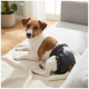 Petit chien blanc et marron portant une ceinture abdominale jetable noire, allongé sur une couverture crème sur un canapé gris.