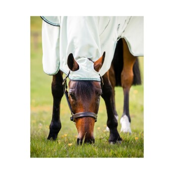 Ein braunes Pferd mit einer hellen Decke grast auf grünem Gras, das mit gelben Blumen gesprenkelt ist, und zeigt seine schlanke Mähne und Zaumzeug.