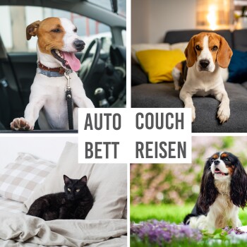 Eine Collage von vier Haustieren: ein Hund im Auto, ein Beagle auf einer Couch, eine schwarze Katze auf einem Bett und ein Cavalier im Freien, mit "AUTO COUCH BETT REISEN."