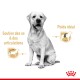 Un labrador retriever assis avec un texte mettant en avant "Soutien articulaire" et "Poids idéal."