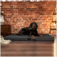 Ein schwarzer Hund, der auf einem großen, dunklen Haustierbett in einem gemütlichen Raum mit einer Ziegelwand ruht, das ein Tierlando-Logo auf dem Bett hat.