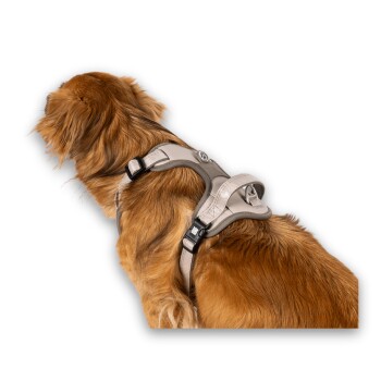 Golden Retriever mit beige verstellbarem Hundegeschirr und schwarzen Schnallen auf weißem Hintergrund.