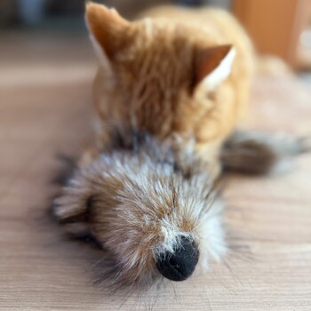 Oranger getigerter Kater schnüffelt an einem pelzigen Spielzeug auf einem Holzboden in einem hellen Innenraum.