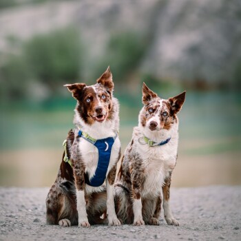 Zwei braun-weiße Border Collies sitzen nebeneinander auf einer Kiesoberfläche, tragen bunte Geschirre, mit einem verschwommenen natürlichen Hintergrund.