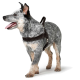 Ein glücklicher blauer Heeler-Hund, der ein braunes Geschirr trägt, steht vor einem weißen Hintergrund mit herausgestreckter Zunge.