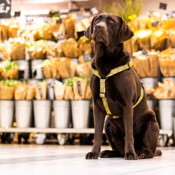 Schokoladenfarbener Labrador trägt ein gelbes gemustertes Geschirr und sitzt drinnen vor Blumensträußen in Metallkübeln.