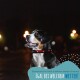 Eine Nahaufnahme eines glücklichen Hundes mit einem leuchtend roten Halsband vor einem dunklen Hintergrund mit verschwommenen Straßenlichtern. Text: "Sicherheit für Sie und Ihren besten Freund!"