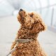 Ein flauschiger, hellbrauner Hund mit lockigem Fell schaut nach oben, während er ein stilvolles beiges Halsband mit dem Namen "WILLIAMS WALKER" trägt.