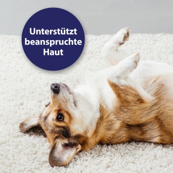 Dreifarbiger Hund liegt auf dem Rücken auf einem weißen Teppich mit blauem Kreis, der deutschen Text „Unterstützt beanspruchte Haut“ enthält.