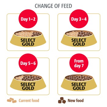 Infographie illustrant un plan de transition alimentaire pour animaux de compagnie pour "SELECT GOLD," montrant un mélange progressif de la nourriture actuelle et de la nouvelle sur une semaine.