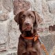 A brown dog wearing a leather collar and leash sits in front of a textured stone wall.