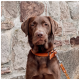 A brown dog wearing a leather collar and leash sits in front of a textured stone wall.