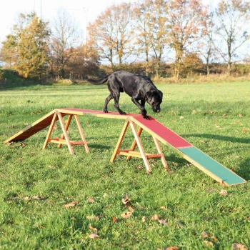 Ein schwarzer Labrador Retriever, der selbstbewusst auf einer bunten Holz-Agi-Rampe in einem grasbewachsenen Feld mit herbstlichen Bäumen im Hintergrund läuft.