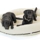 Zwei schwarze Labradorhunde ruhen auf einem großen, runden, cremefarbenen Hundebett.