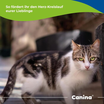 Getigerte weiße Katze mit grünen Augen, grünes Banner mit der Aufschrift 'So fördert ihr den Herz-Kreislauf eurer Lieblinge' und Canina-Logo.