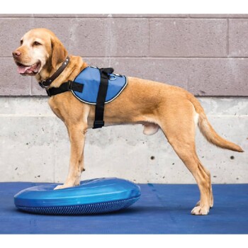 Ein goldenes Labrador steht auf einer blauen Balance-Scheibe, trägt ein blaues Geschirr mit einem schwarzen Riemen, vor einer grauen Wand.