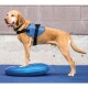 Ein goldenes Labrador steht auf einer blauen Balance-Scheibe, trägt ein blaues Geschirr mit einem schwarzen Riemen, vor einer grauen Wand.