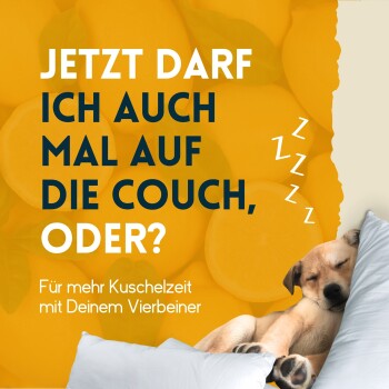 Ein schlafender Welpe auf einem weißen Kissen vor einem gelben Zitronenhintergrund. Text: "Darf ich mich für mehr Kuschelzeit auf die Couch gesellen?"