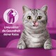 Eine verspielte graue getigerte Katze leckt sich die Lippen, mit einem rosa Hintergrund und einem Symbol für Zahngesundheit. Der Text lautet "Unterstützt die Gesundheit deiner Katze."