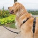 Ein Golden Retriever, der ein schwarzes Geschirr und eine Leine trägt, steht im Freien, umgeben von bunten Blumen und Grün.