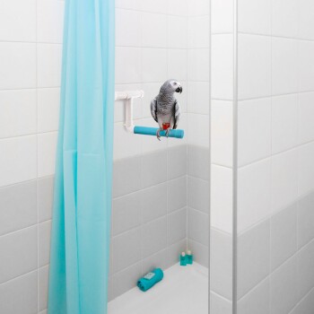 Ein grauer Papagei, der auf einer blauen Duschstange in einer gefliesten Dusche sitzt, mit einer türkisfarbenen Vorhang und sichtbaren Badeaccessoires.
