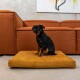 Ein kleiner schwarz-brauner Hund sitzt auf einem senfgelben Haustierbett vor einem orangefarbenen Sofa, mit einem modernen Kunstwerk im Hintergrund.
